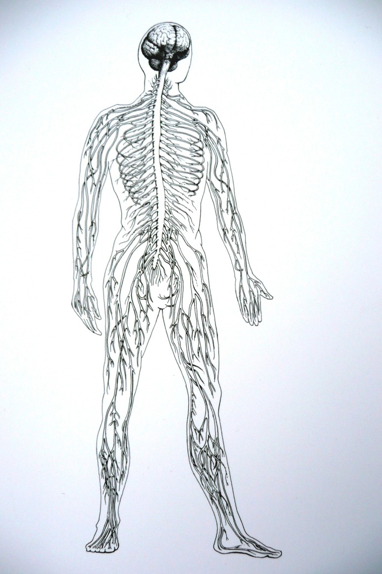 human central nervous system ink