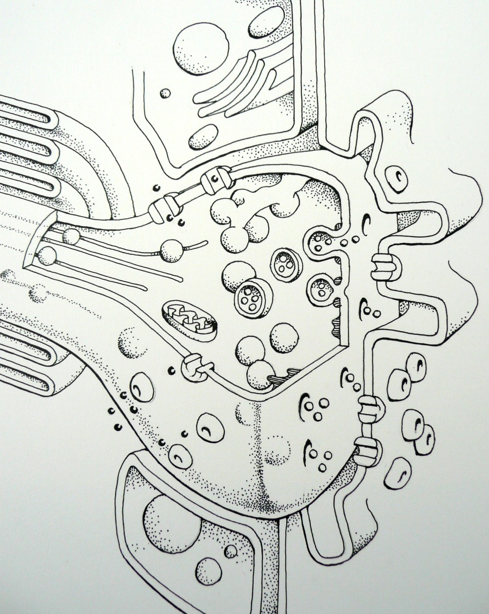 synapse pen an ink drawing